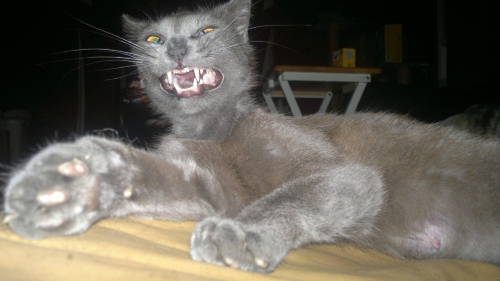 catneedstherapy.png