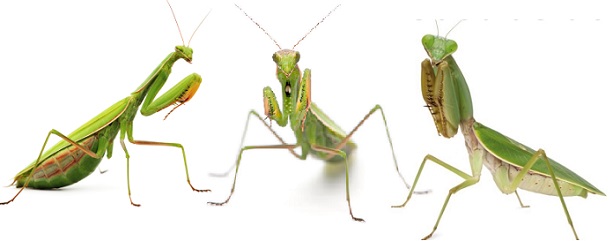 praying_mantids.jpg