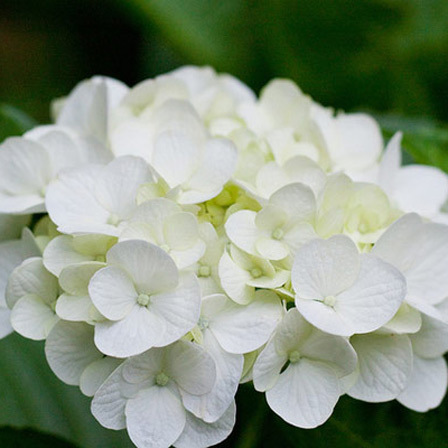 white-hydrangea-flowers.jpg