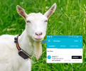 goat.png